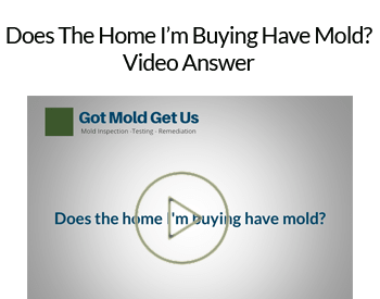Does the home I 'm buying have mold?