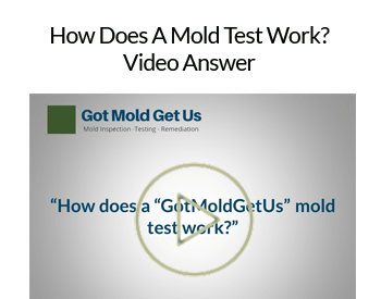 How-Does-A-Mold-Test-Work-Video