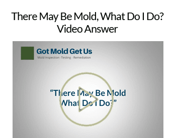 There-May-Be-Mold-Video